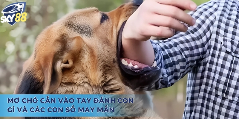 Tìm Hiểu Mơ Chó Cắn Vào Tay Đánh Con Gì Và Ý Nghĩa Đằng Sau Mơ chó cắn vào tay đánh con gì cùng những con số chất lượng
